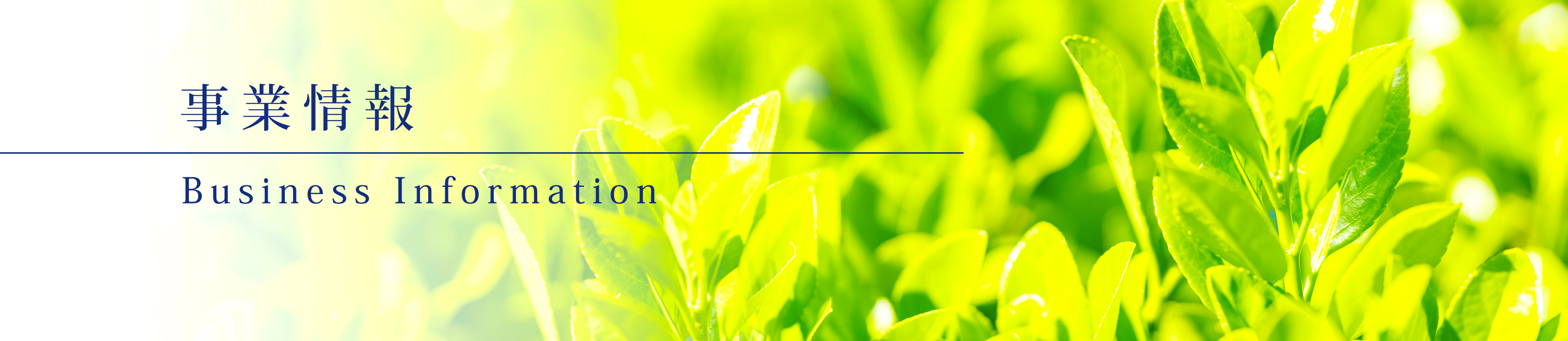 事業情報